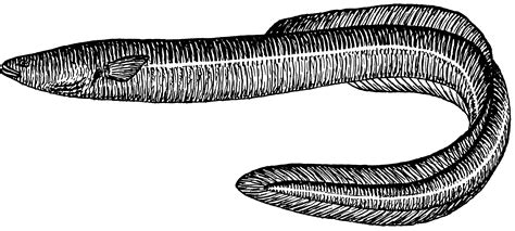 Eel Png Black And White Transparent Eel Black And White Png Images