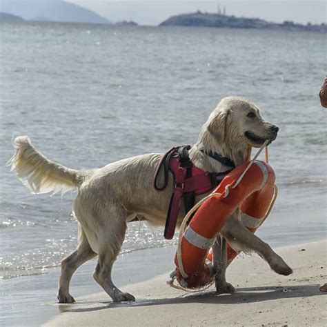 Cani Bagnino Salvano Un Uomo A Forte Dei Marmi