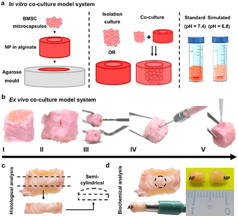 Experimental Design A Schematic Illustrating In Vitro Co Culture