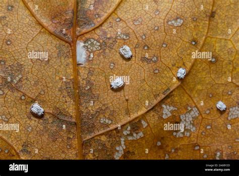 Hibernating Whitefly Pupa Stock Photo Alamy