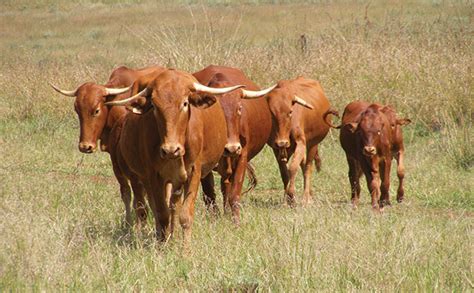 How to optimise beef cattle production