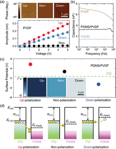 A Piezoresponse Phase And Amplitude Of Up Non And Downpolarized