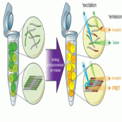 Splitting the Details of Protein Aggregation - BioTechniques