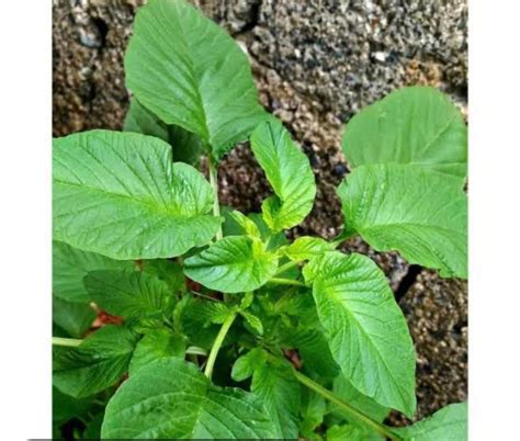 Microexpress Kulitis Plant Herbs Seeds Outdoor Gardening Lazada Ph