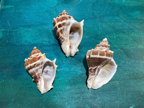 Vintage King Crown Conch Shells Loving Coastal Living