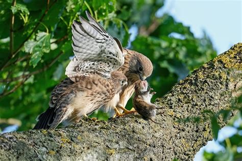 Premium Photo Common Kestrel Falco Tinnunculus Juvenile