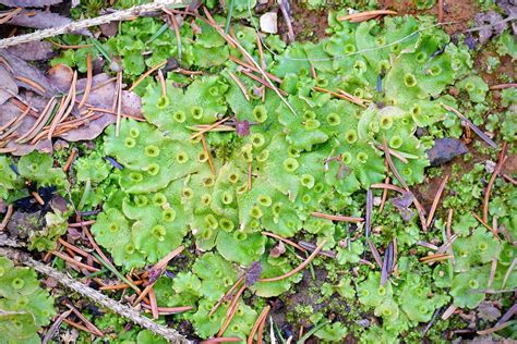 Marchantia | Liverworts, Bryophytes, Mosses | Britannica