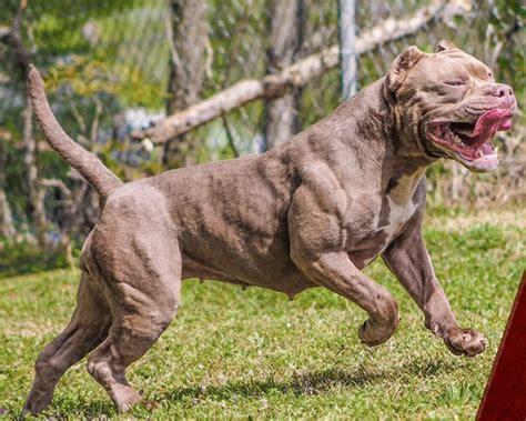 Muscular American Pitbull