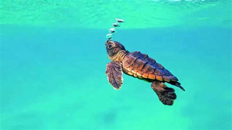 Tartarughe Marine Record Di Nidi Sulle Spiagge Italiane