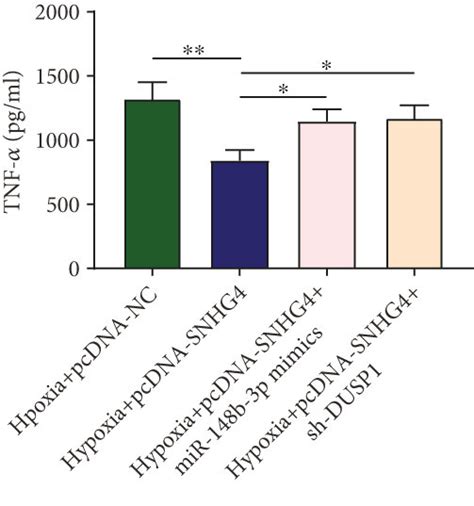 The Regulatory Mechanisms Of SNHG4 Involving MiR 148b 3p DUSP1 In