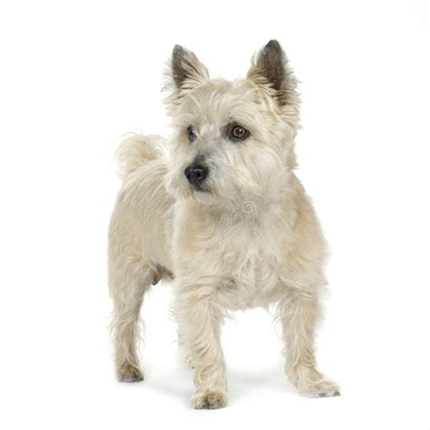 Cairn Terrier Puppy 6 Weeks Old And A Rat Stock Photo Image Of