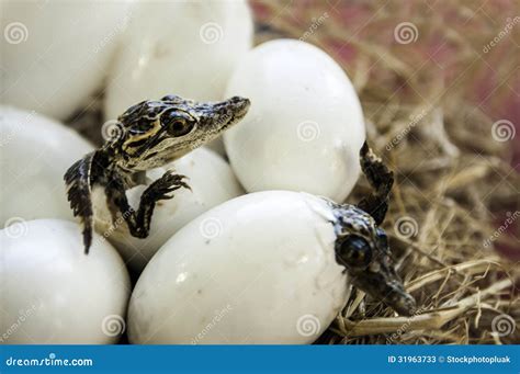 Crocodile Eggs Stock Photos Image