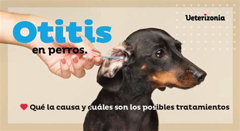 Otitis En Perros Veterizonia