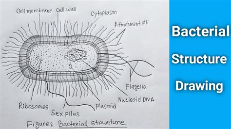 How To Draw Bacteria Cell Anatomy Bacterial Cell Diagram Draw And