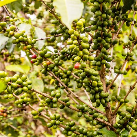 Wholesale Robusta Coffee Uganda