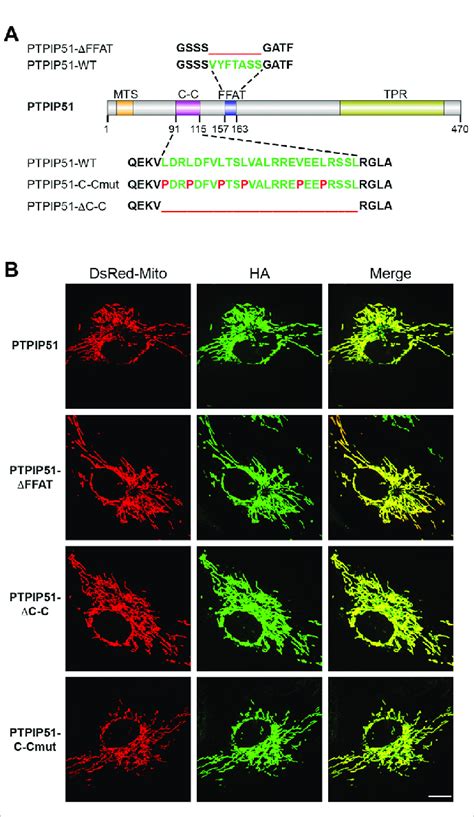 Disruption Of The PTPIP51 Coiled Coil Domain And FFAT Motif Does Not