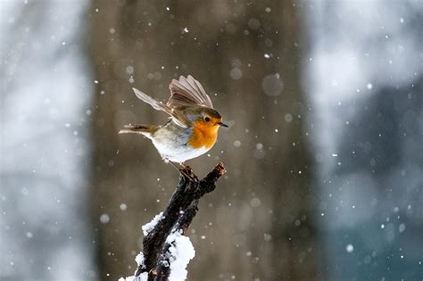 Draußen wird es ungemütlich Jeder Vogel hat seine eigenen Vorlieben