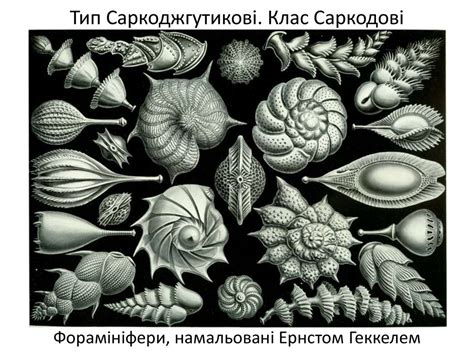 Різноманітність і значення найпростіших - презентация онлайн