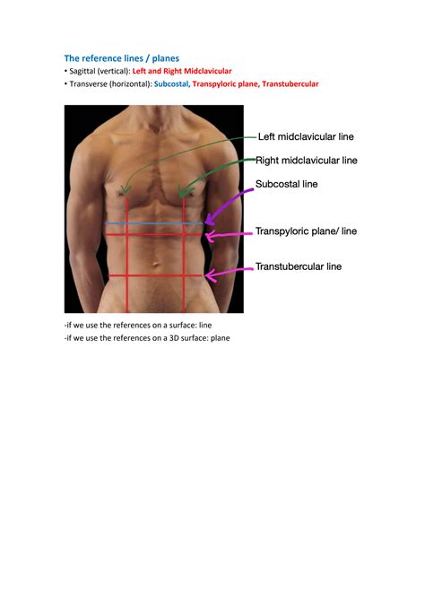 Solution Abdomen Pelvis Studypool