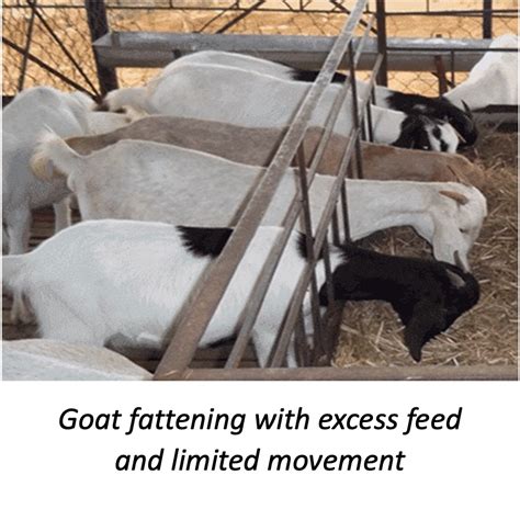 Livestock Fattening Short Term Fattening And Supplemental Feeding