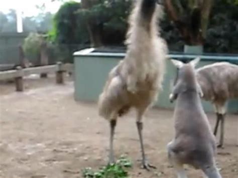 Kangaroo Fighting Emus Is a Real ‘Thunder From Down Under’ [VIDEO]