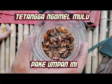 Ups Umpan Ini Bikin Tetangga Ngomel Ngomel Racikan Umpan Bawal