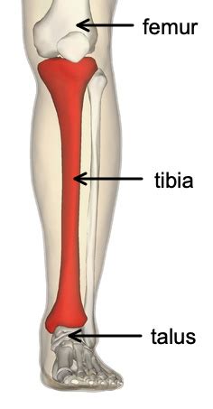 Compressing a tibia - Nexus Wiki