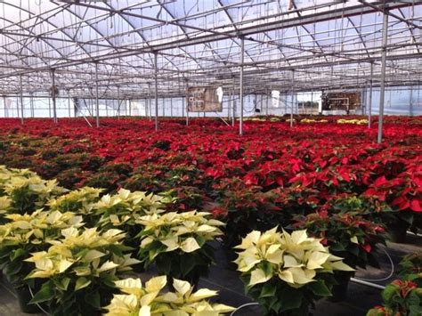 Enjoy Your Poinsettias After The Holidays Gardening In The Panhandle