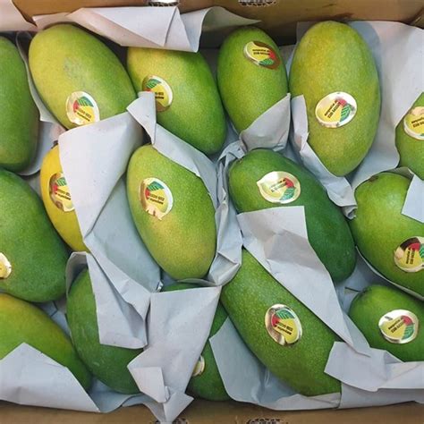 Dussehri Mango Pakistan دسہری Export Plus Quality - Delivery