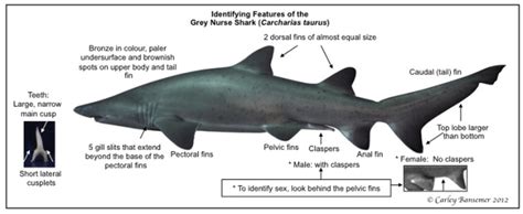 Grey Nurse Shark - - Worldwide conservation coalition