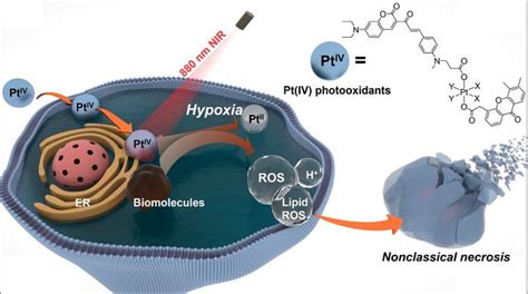 The Schematic Diagram [image] Eurekalert Science News Releases