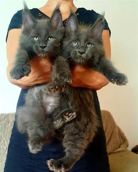 Pin on Maine coon Cats