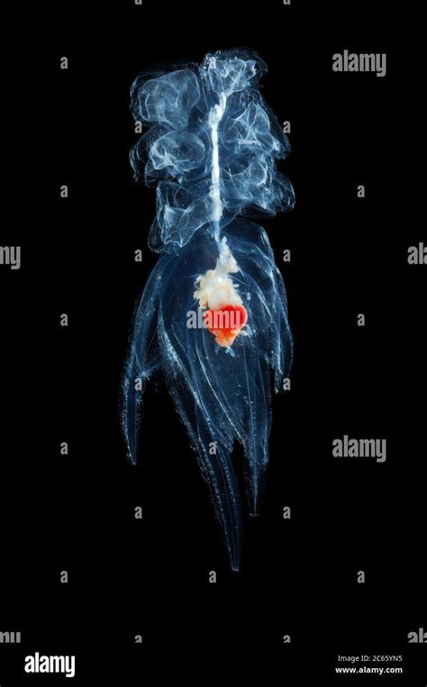 Siphonophore [size of single organism: 6 cm] Stock Photo - Alamy