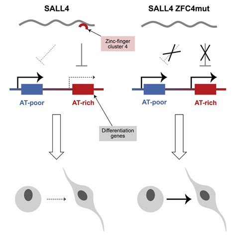 SALL4 Controls Cell Fate In Response To DNA Base Composition Molecular