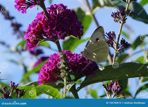 Mariposa Del Blanco De Los Brassicae Del Pieris Foto De Archivo