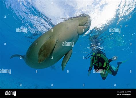 Dugong Fotos und Bildmaterial in hoher Auflösung Seite 3 Alamy