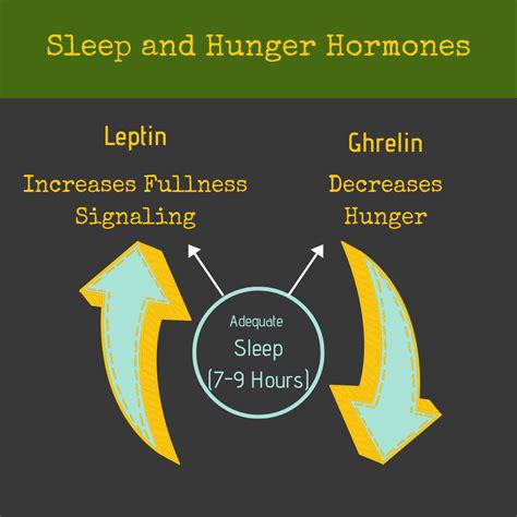 Sleep And Hunger Leptin And Ghrelin Leptin Hormones