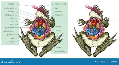 Frog Anatomy Vector Illustration | CartoonDealer.com #31976166