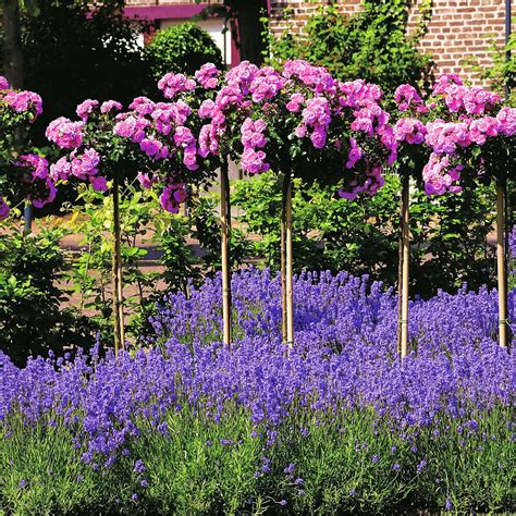 Rosa Rosen Stamm Im Ca Cm Topf Gartenhelden Online