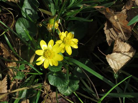 Zlatica Ranunculus Ficaria Priroda Hrvatske