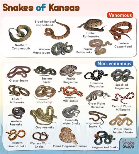 List Of Common Venomous And Non Venomous Snakes In Kansas With Pictures