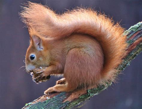 Das Eichhörnchen Foto And Bild Tiere Wildlife Säugetiere Bilder Auf