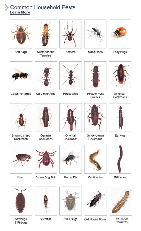 7 Tips Ampuh Jauhkan Rumahmu Dari Serangga Pengganggu BioCide Insecticide