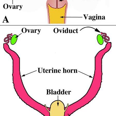 (PDF) Development of the human female reproductive tract