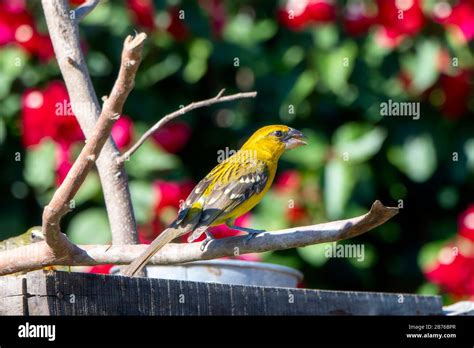 Yellow Grosbeak Pheucticus Chrysopeplus Perched On A Branch At A