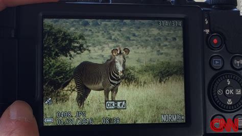 Saving the Grevy's Zebra by Its Stripes – Zebra Pen