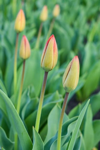 Es Verdes De Tulipas No Fundo Do Campo Verde Canteiro De Flores