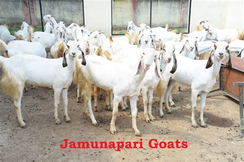 Goat Breeds at University Farm – duvasu mathura