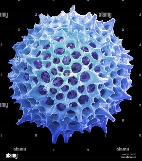 Radiolarian Color An Lisis Micrograf A De Electrones Sem De Un