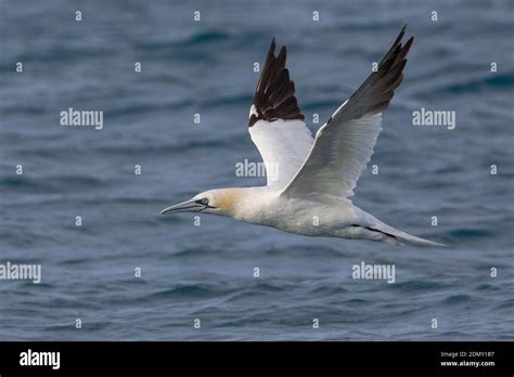 Jan Van Gent Northern Gannet Sula Bassana Morus Bassanus Stock Photo